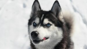Husky Siberiano: características, temperamento y cuidados