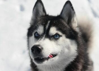 Husky siberiano de pelaje blanco y negro sobre la nieve, raza nórdica de tamaño medio