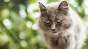 Gato mayor de pelo gris descansando con expresión tranquila en un entorno natural
