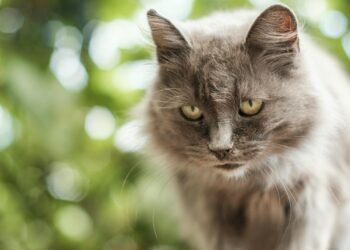 Gato mayor de pelo gris descansando con expresión tranquila en un entorno natural