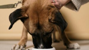 Mejor pienso para perros: guía completa para elegir según edad, tamaño y necesidades