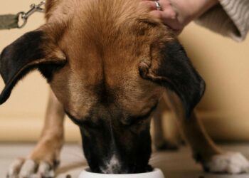 Perro comiendo pienso de un cuenco mientras su dueño lo acaricia, eligiendo el mejor pienso
