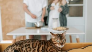 Gato Bengalí: características, temperamento y cuidados esenciales