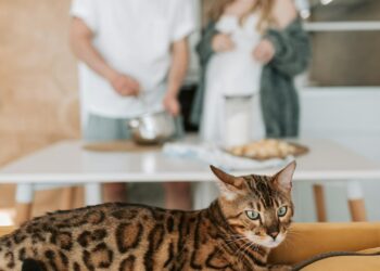 Gato bengalí de primer plano mostrando su pelaje moteado característico y sus ojos expresivos