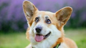 Garrapatas en perros: cómo quitarlas, síntomas y prevención