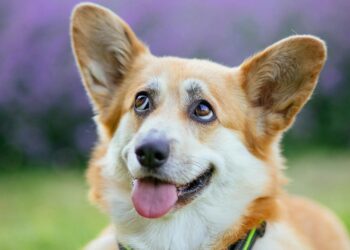 Perro en un campo de hierba, entorno habitual de las garrapatas en perros
