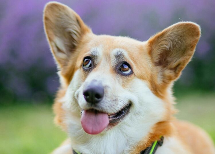 Perro en un campo de hierba, entorno habitual de las garrapatas en perros