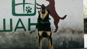 Por qué tu perro ladra mucho y cómo evitar los ladridos