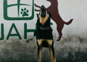 Perro ladrando con la boca abierta al aire libre, ejemplo de perro que ladra mucho por alerta