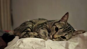 Por qué tu gato maúlla por la noche: causas más frecuentes y qué puedes hacer