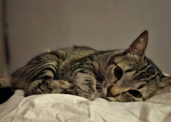 Por qué tu gato maúlla por la noche: causas más frecuentes y qué puedes hacer