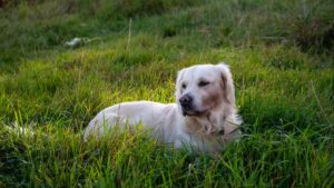 Por qué tu perro come hierba: causas habituales y cuándo debes preocuparte