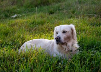 Por qué tu perro come hierba: causas habituales y cuándo debes preocuparte