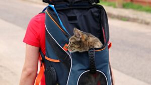 Mejores transportines para gatos: guía de compra 2026