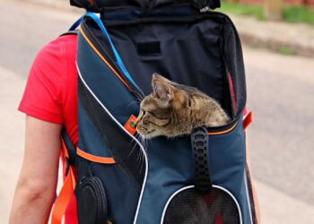 Gato dentro de un transportín listo para viajar con seguridad