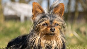 Yorkshire Terrier: características, temperamento y cuidados