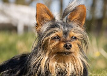 Yorkshire Terrier de pelo largo tumbado sobre la hierba en un jardín soleado