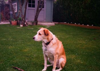 Golden retriever en el jardín durante la muda de pelo en perros