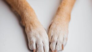 Cómo cortar las uñas a un perro: guía paso a paso sin miedo