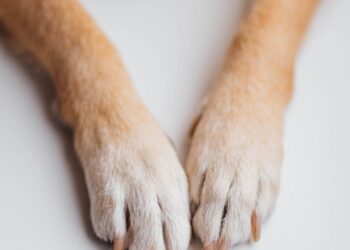 Primer plano de las patas de un perro para ilustrar cómo cortar las uñas a un perro