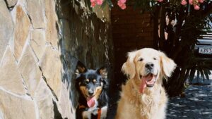 Cómo refrescar a tu perro en verano: 9 trucos eficaces