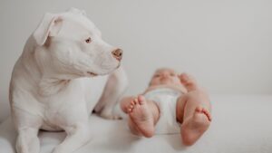 Perro y bebé: cómo preparar la llegada del recién nacido