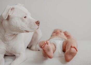 Bebé recién nacido junto a un perro tranquilo en casa, preparando la convivencia entre perro y bebé
