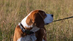 Leishmaniosis en perros: síntomas, prevención y cuidados