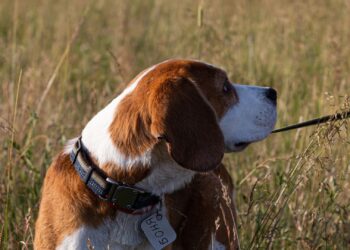 Perro sano paseando en verano, protegido frente a la leishmaniosis en perros
