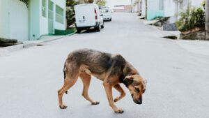 Perro perdido: qué hacer paso a paso para encontrarlo