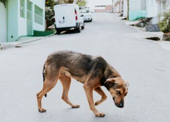 Perro perdido caminando solo por una calle mientras su familia lo busca