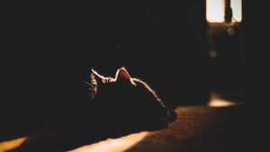 Golpe de calor en gatos: síntomas y cómo prevenirlo