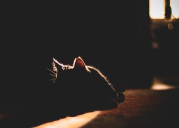 Gato descansando a la sombra para evitar el golpe de calor en gatos en verano