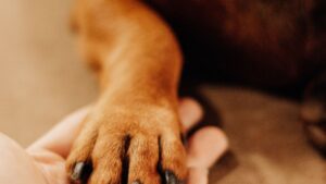 Cómo enseñar a tu perro a dar la pata: guía fácil