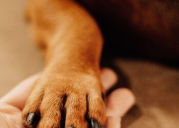 Mano sosteniendo la pata de un perro al enseñarle a dar la pata con refuerzo positivo