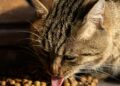 Gato comúdo junto a un cuenco con el mejor pienso para gatos