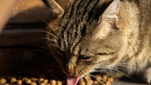 Mejor pienso para gatos: cómo elegir el ideal según tu gato