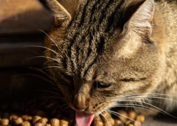 Gato comúdo junto a un cuenco con el mejor pienso para gatos