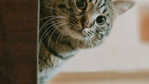 Mi gato no usa el arenero: causas y soluciones