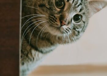 Gato atigrado en casa asomándose, tema sobre por qué un gato no usa el arenero