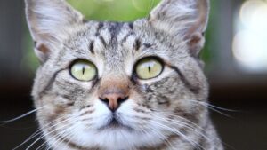 Gato común europeo: carácter, cuidados y características