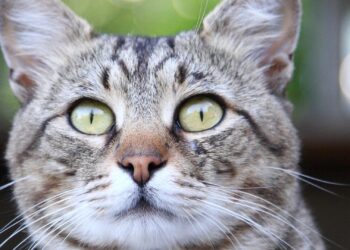 Gato común europeo atigrado de ojos verdes, la raza felina más común en España