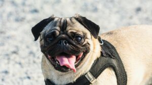 Mejores arneses para perros: guía de compra 2026