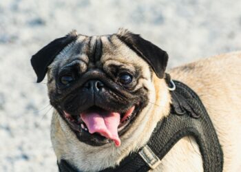 Perro con arnés para pasear al aire libre en un día soleado