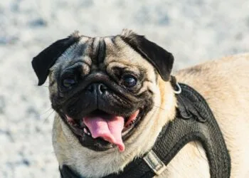 Perro con arnés para pasear al aire libre en un día soleado