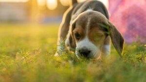 Beagle: características, temperamento y cuidados