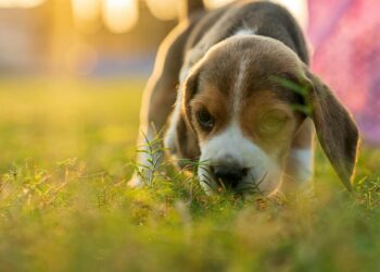 Beagle de pelaje tricolor paseando sobre el césped al aire libre
