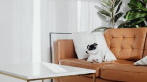 Perro descansando en el sofá de un salón limpio, clave para evitar el olor a perro en casa