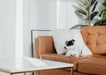 Perro descansando en el sofá de un salón limpio, clave para evitar el olor a perro en casa
