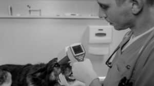 Leishmaniasis en perros: síntomas, prevención y tratamiento